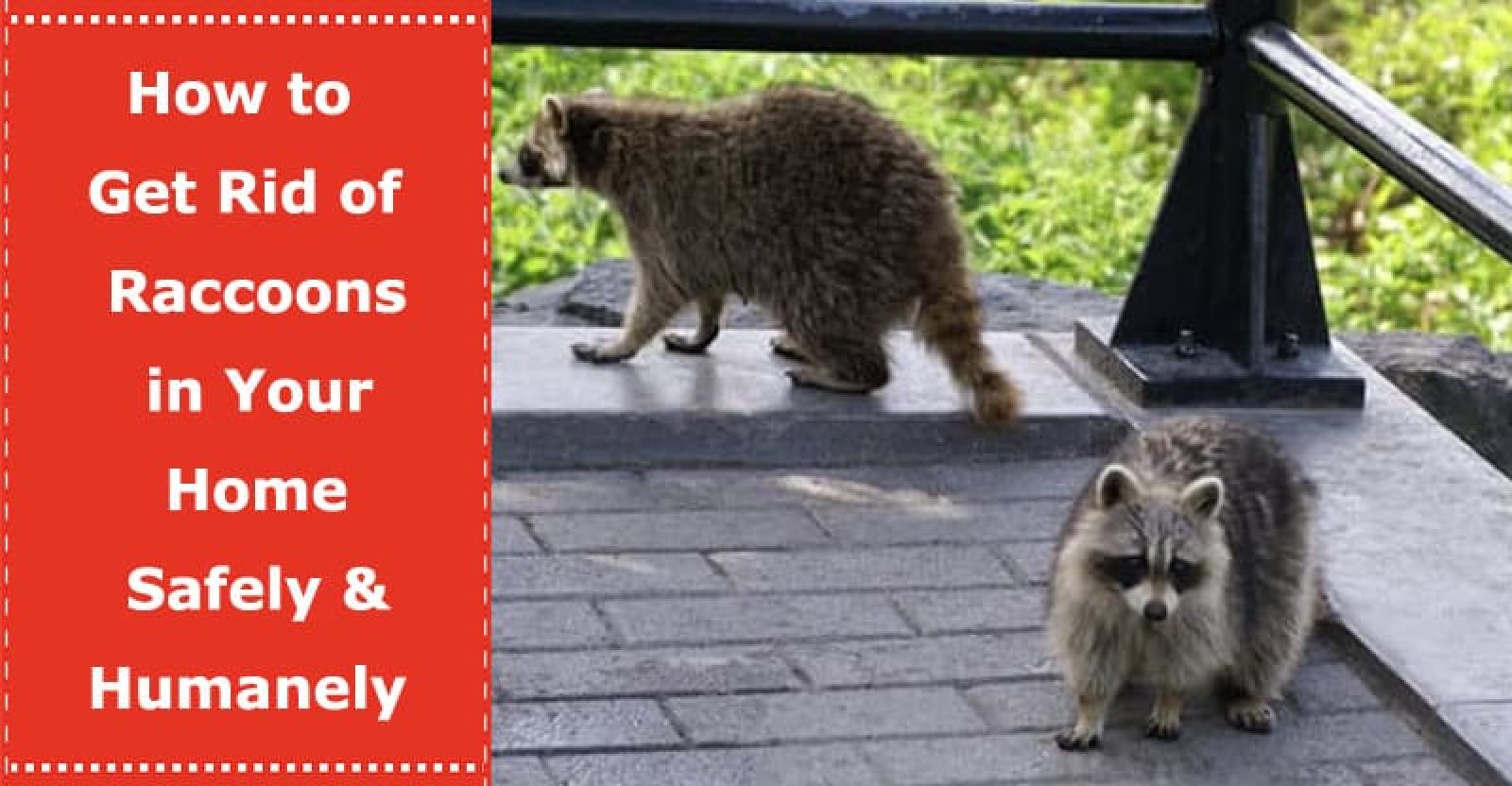 How to Get Rid of Raccoons in Your Home Safely & Humanely