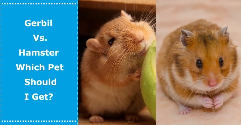 gerbil vs hamster