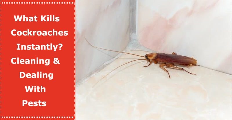 what kills cockroaches instantly