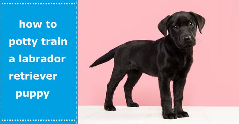 how to potty train a labrador retriever puppy